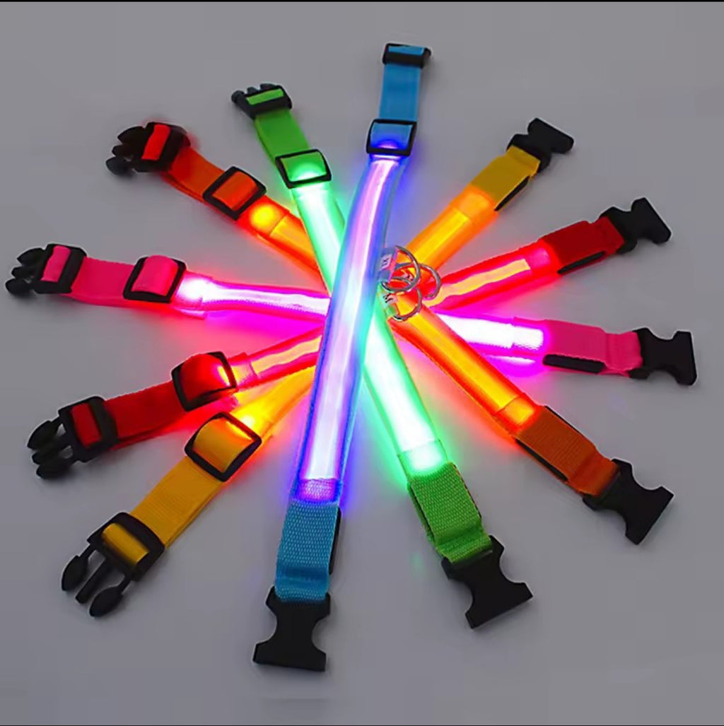 Collier lumineux LED pour chien