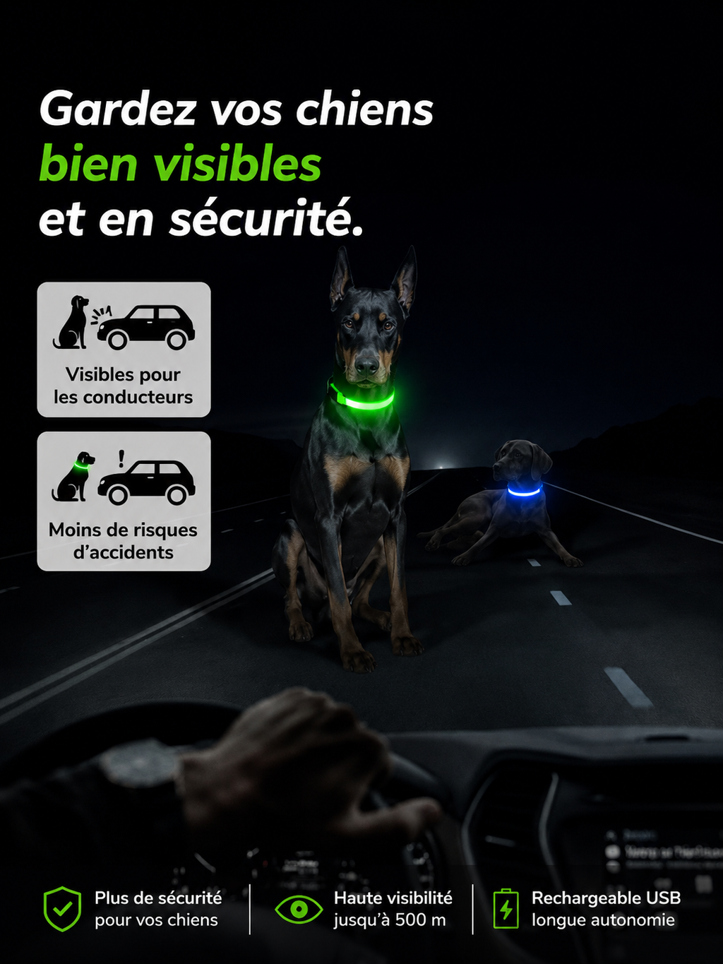 Collier lumineux LED pour chien