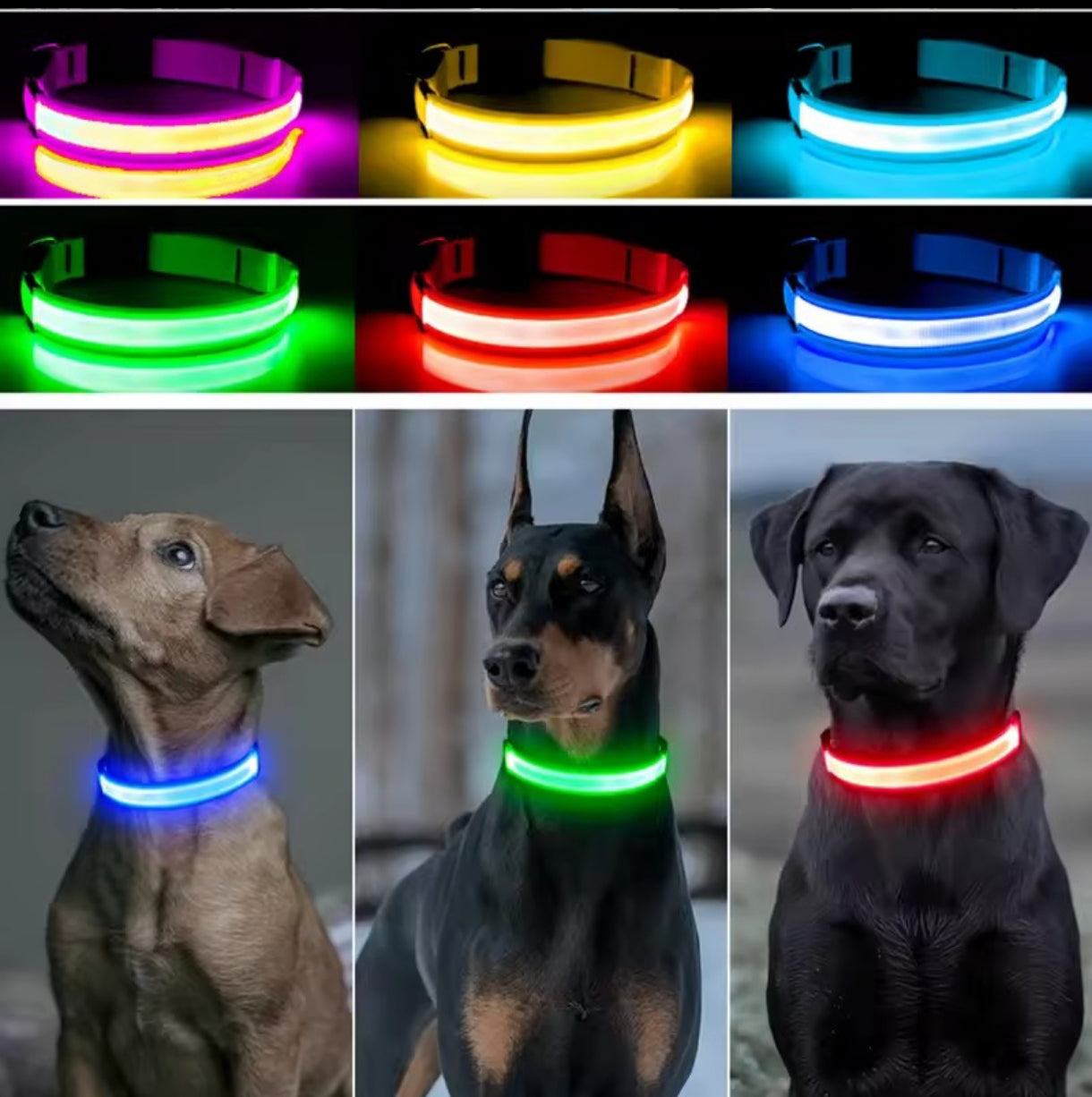 Collier lumineux LED pour chien